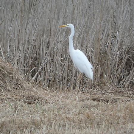 B&B De Zilverreiger Belt-Schutsloot Exteriér fotografie