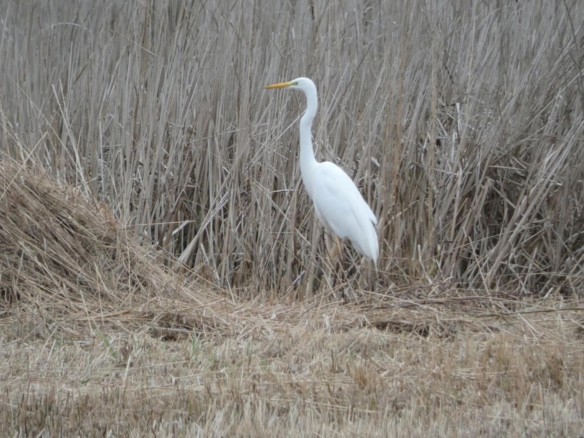B&B De Zilverreiger Belt-Schutsloot Exteriér fotografie